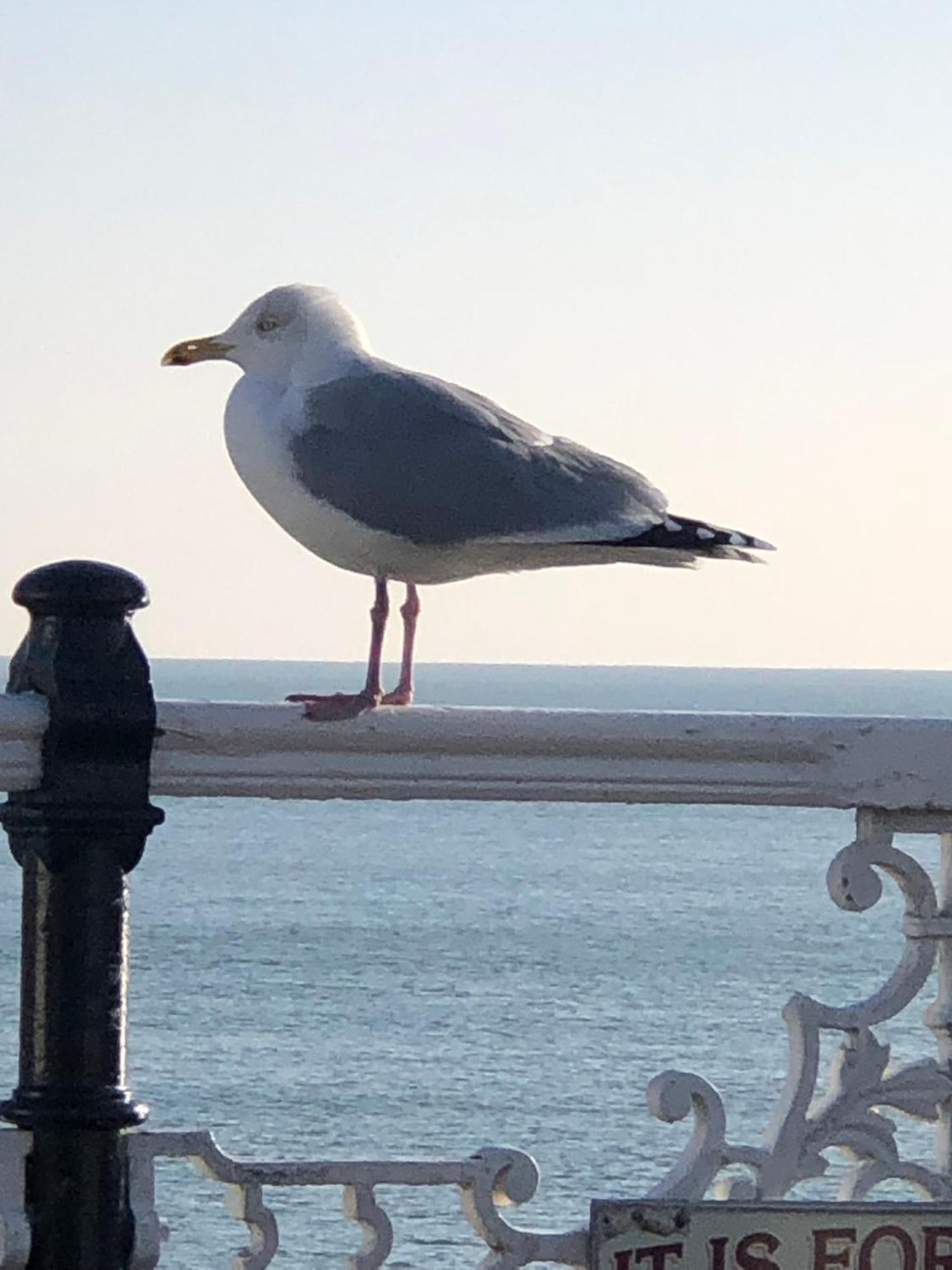 Seaside Flat With Sunny Garden. * Hove